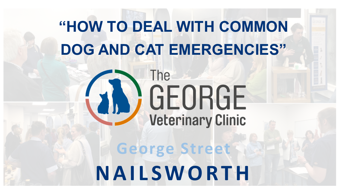 Open evening at The George Veterinary Clinic