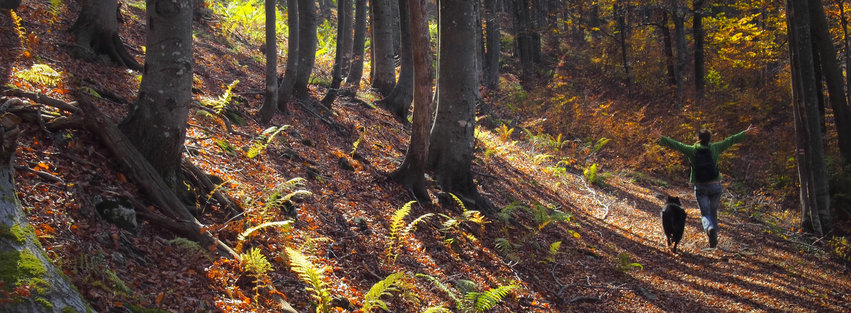 Autumn walks with your pet