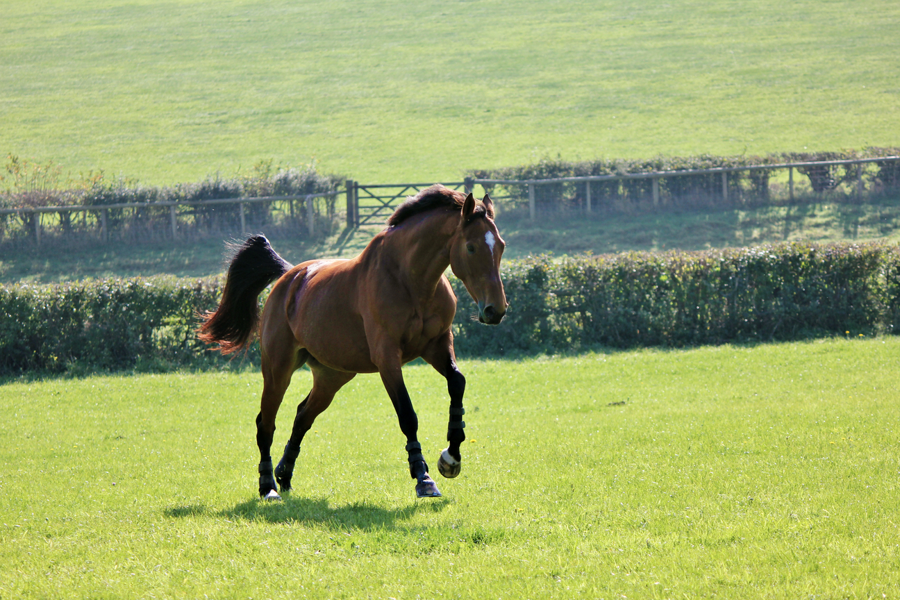 Horse in field