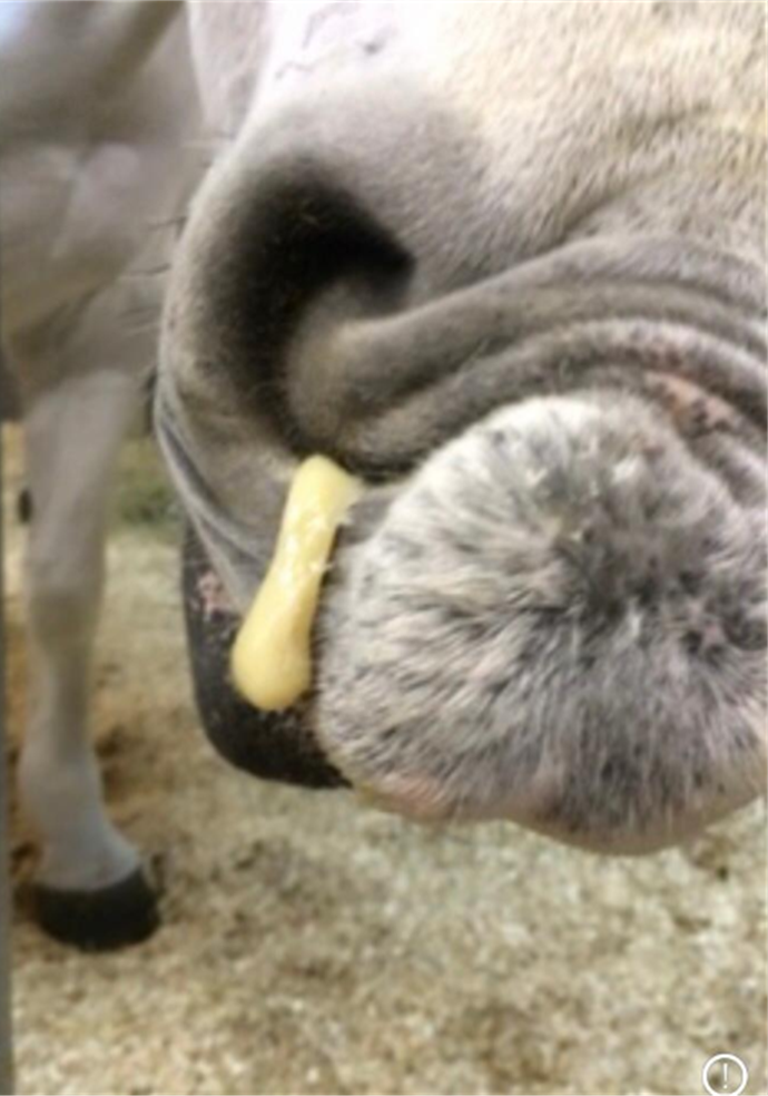 Nasal discharge equine