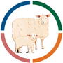 Sheep newsletter - Infectious abortion in sheep