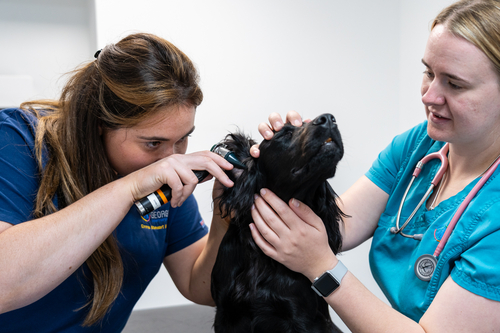 Vet health check at The George Veterinary Hospital