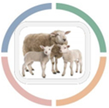 Lamb Care, Colostrum and recording