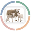 Sheep Newsletter - Achieving success this spring