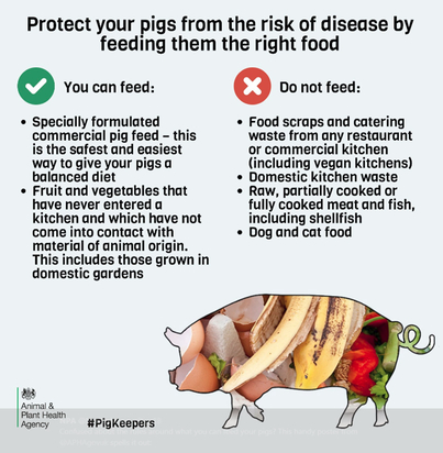 What to feed pigs