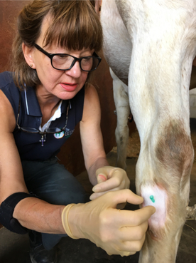 Ali Mead Equine Vet