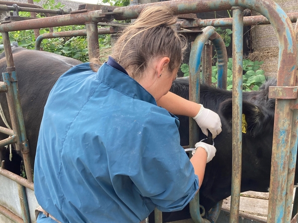 TB testing with The George Farm Vets