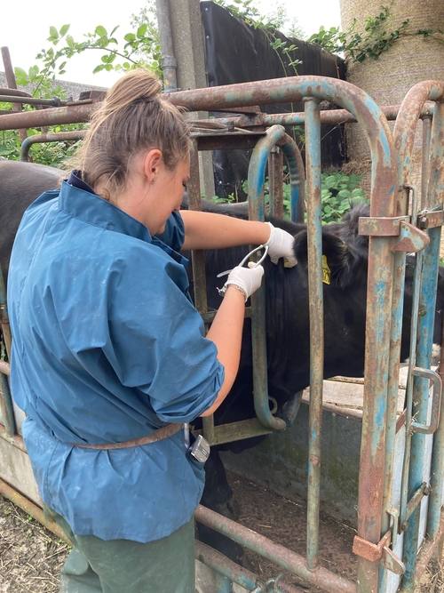 TB testing at The George Farm Vets