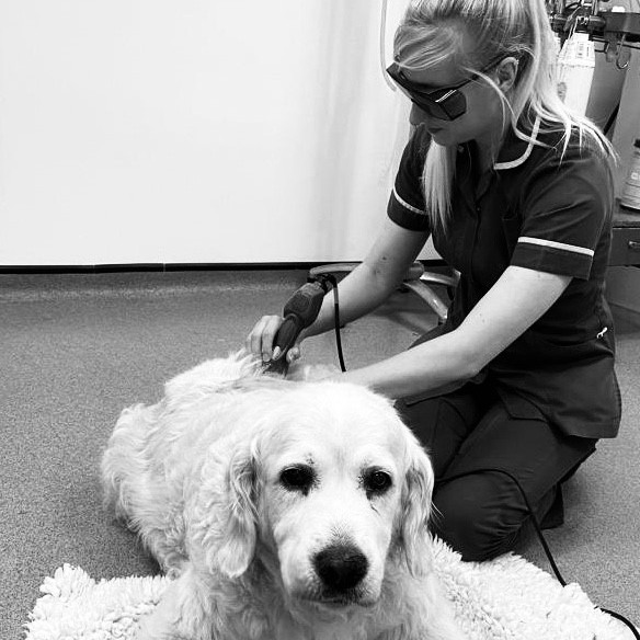 Laser treatment with a Registered Veterinary Nurse
