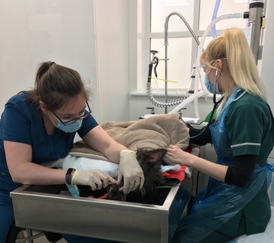 Vet Catherine Mellor performing a dental clean