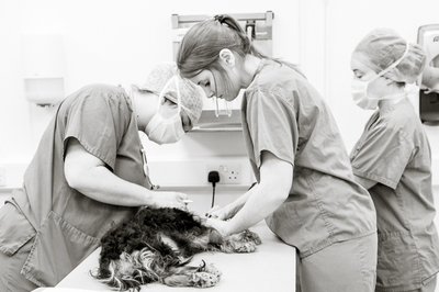 Emma Bailey at The George Veterinary Hospital